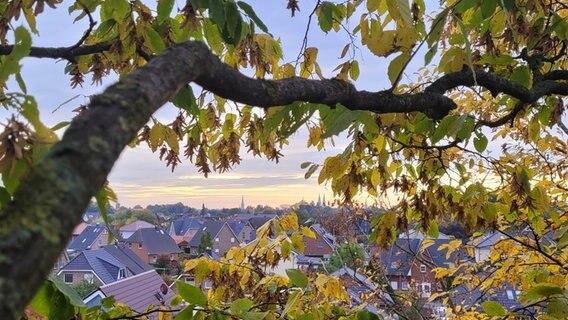 Das Auge folgt einem dicken Ast, an dem bunte Blätter hängen von links in die Mitte des Bildes. Zwischen den Blättern ist hier eine Lücke, durch die man die Häuser und Hausdächer von Lübeck sehen kann.  Foto: Michael Kriesen