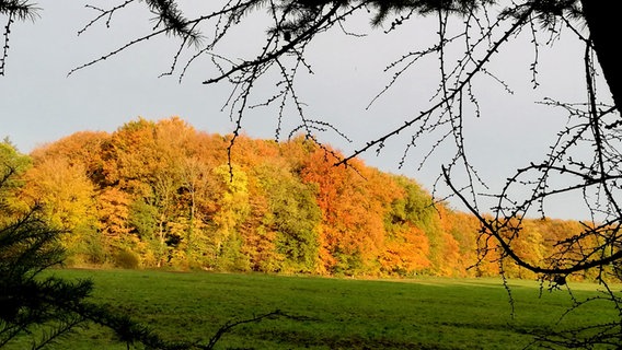 Herbsteinbruch im Riesewohld © Wolfgang Mohr Foto: Wolfgang Mohr