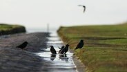 Stare sitzen in einer Pfütze. © Wenke Stahlbock Foto: Wenke Stahlbock
