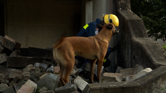 Ein Suchhund zeigt bei einer Übung eine verschüttete Person an. © NDR Foto: NDR Screenshots
