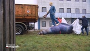 Die Skulptur "Der Muschelläufer" wird von zwei Personen mit einer Plane bedeckt. © NDR 