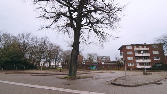 Eine Eiche steht auf einem Parkplatz in Heide. © NDR 