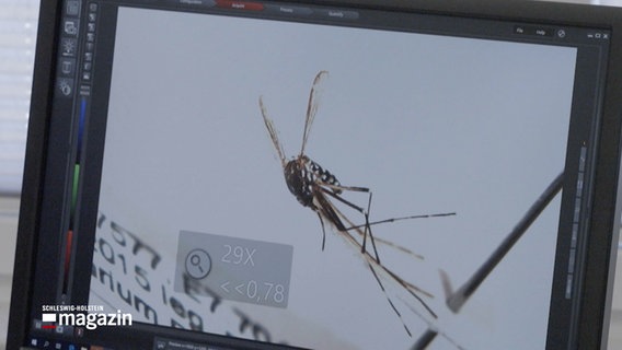 Ein vergrößertes Bild einer Mücke auf einem PC-Bildschirm. © NDR Foto: NDR Screenshots