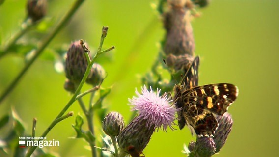 Ein Schmetterling sitzt auf einer Blume. © NDR 