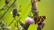 Ein Schmetterling sitzt auf einer Blume. © NDR 