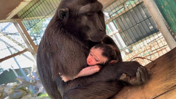 Schopfmakaken-Mutter Sula hält ihr Baby Yaki im Arm. © Tierpark Gettorf 