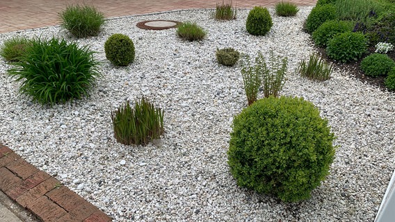 Wenige Gartenpflanzen wachsen auf einer mit Kies gedeckter Fläche vor einem Wohnhaus in Glinde. © NDR Foto: Corinna Below
