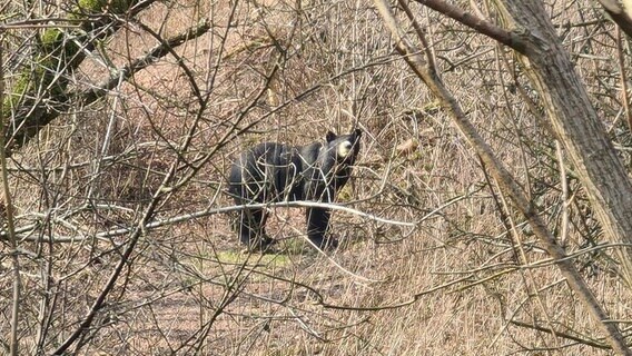 Ein ausgewachsener Schwarzbär steht im Gebüsch unweit einer Straße bei Kosel. © Polizeidirektion Neumünster 
