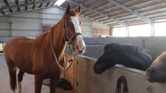 Mehrere Pferde sind in einem Stall untergebracht.  Foto: Anna-Lena Trey