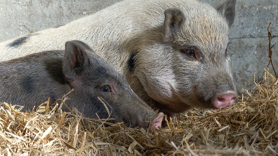 Hängebauschweine liegen im Stroh © NDR 