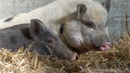 Hängebauschweine liegen im Stroh © NDR 