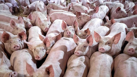 Eine Gruppe von Schweinen in einem Mastbetrieb wird auf Stroh gehalten. © dpa Foto: Sina Schuldt