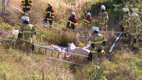 Schweine werden nach einem Unfall in einem improvisierten Behelfsgatter von Feuerwehrleuten umstellt. © TV News Kontor 