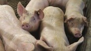 Schweine in einem Stall. © NDR Foto: Hauke von Hallern
