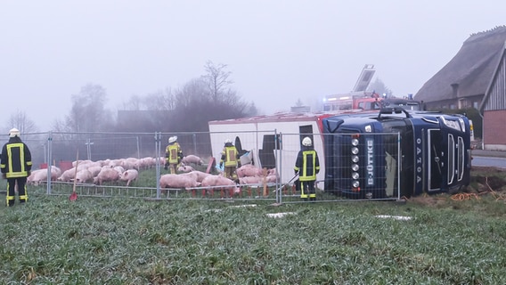 Ein Schweinetransporter liegt auf der Seite, Schweine kommen aus dem Transporter. © Heiko Thomsen Foto: Heiko Thomsen