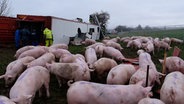 Ein Schweinetransporter liegt auf der Seite, Schweine kommen aus dem Transporter. © Westküsten-News 