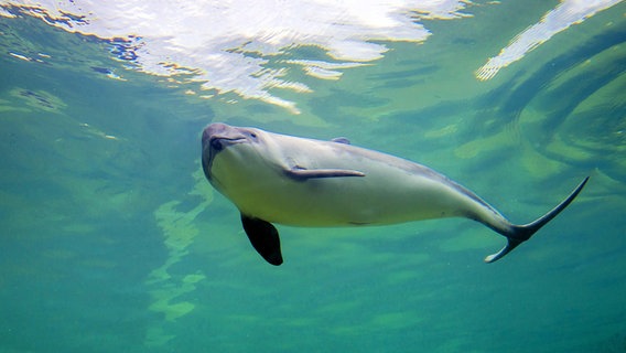 Gewöhnlicher Schweinswal schwimmt in einem Aquarium. © xblickwinkel/McPHOTO/W.xRolfesx 