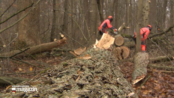 Zwei Waldarbeiter zerlegen einen gefällten Baum. © NDR 