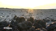 Austern liegen im Wattenmeer. © NDR 
