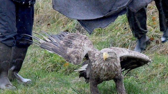 Ein Seeadler wird von zwei Menschen freigelassen. © dpa Bildfunk Foto: Carsten Rehder, dpa Bildfunk