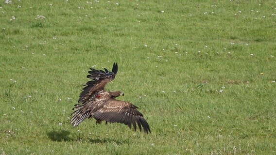 Seeadler „Taipa“ mit ausgebreiteten Flügel und einem GPS-Sender auf dem Rücken.  Foto: Frank Dreves