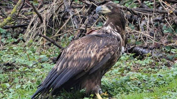 Seeadler „Taipa“ mit einem GPS-Sender auf dem Rücken.  Foto: Frank Dreves