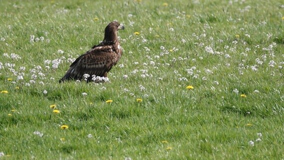 Seeadler „Taipa“ mit einem Sender auf dem Rücken. © Frank Dreves Foto: Frank Dreves