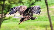 Ein junger Seeadler fliegt los im Naturpark Eekholt. © Frank Molter/dpa Foto: Frank Molter