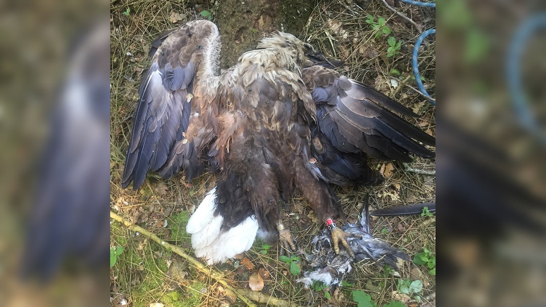 Ein toter Seeadler liegt im schleswig-holsteinischen Wald Riesewohld (Kreis Dithmarschen) auf dem Boden.