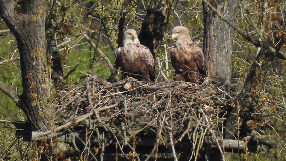 Zwei Seeadler in ihrem Horst © Friedrich Neujahr Foto: Friedrich Neujahr