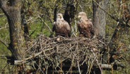 Zwei Seeadler in ihrem Horst © Friedrich Neujahr Foto: Friedrich Neujahr