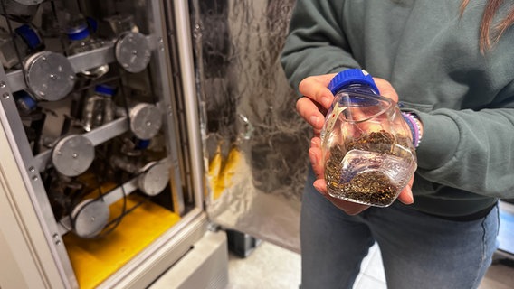 Eine Forscherin hält ein Glas mit Samen in der Hand. © NDR Foto: Jörn Zahlmann