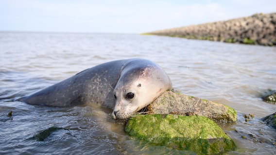 Elpersbüttel: Der frisch ausgewilderte Seehund Paul im Wasser. © dpa Foto: Jonas Walzberg