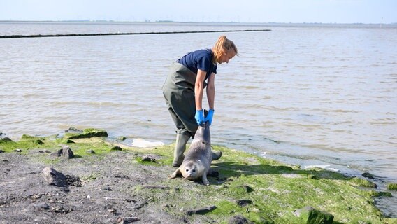 Elpersbüttel: Ein frisch ausgewilderter Seehund muss von einer Tierärztin ins Wasser gezogen werden. © dpa Foto: Jonas Walzberg