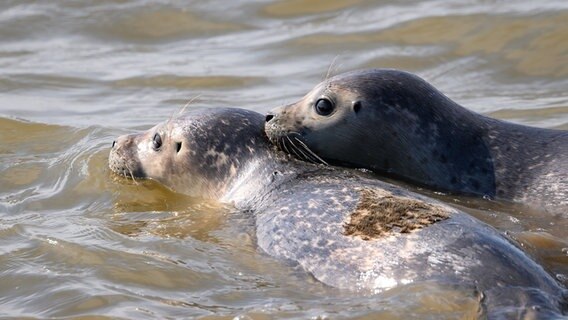 Elpersbüttel: Die frisch ausgewilderten Seehunde Paul und Friso im Wasser. © dpa Foto: Jonas Walzberg