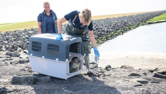 Elpersbüttel: Beim Öffnen der Transportbox, blickt ein Seehund hinaus. © dpa Foto: Jonas Walzberg