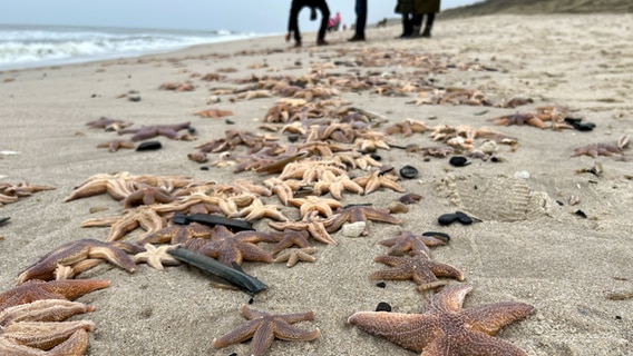 Zahlreiche angeschwemmte Seesterne liegen auf Sylt am Strand von Wennigstedt im Sand. © dpa Foto: Daniel Bockwoldt