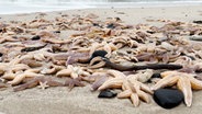 Zahlreiche angeschwemmte Seesterne liegen auf Sylt am Strand von Wennigstedt im Sand. © TNN 