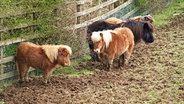 Vier Shetlandponys stehen in einem Gehege am Zaun © Derek Harper Foto: Derek Harper