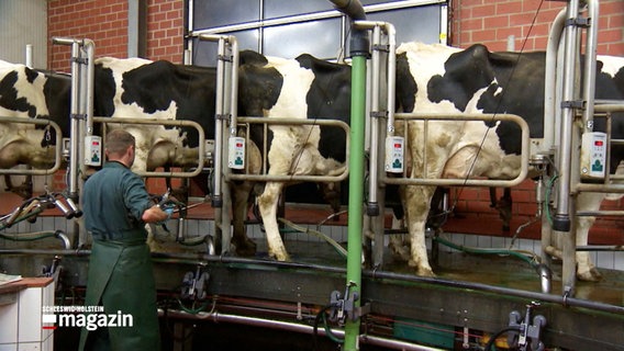 Kühe werden von einem Mann an einer Melkmaschine gemolken © NDR 