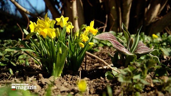 Frühjahrsblumen blühen nach einer Pflanzaktion im Dorf Börnsen am Rande eines Feldweges © NDR 