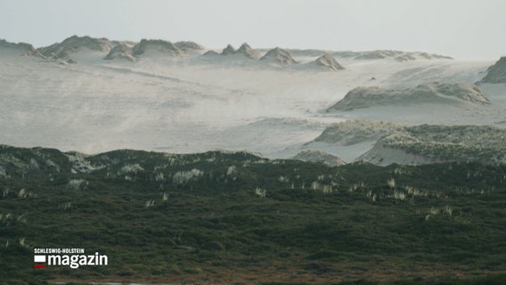 Eine Dünenlandschaft auf Sylt © NDR Foto: NDR Screenshot