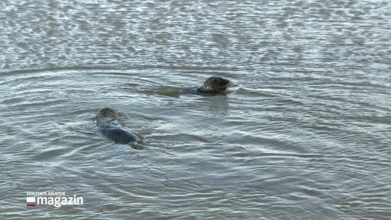 Zwei Kegelrobben schwimmen im Wasser © NDR Foto: NDR Screenshot