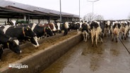 Mehrere Kühe stehen vor einem Stall an einer Futterstelle. © NDR Foto: NDR Screenshot