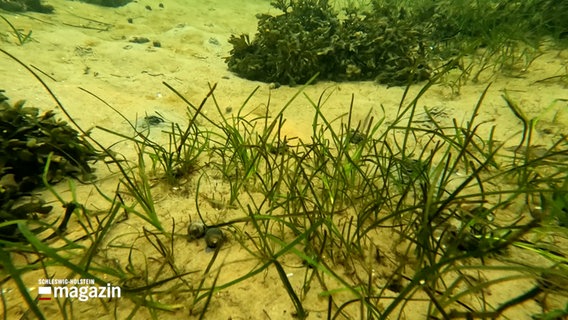 Auf dem Meeresgrund wachsen mehrere Büschel von Seegras © NDR Foto: NDR Screenshot