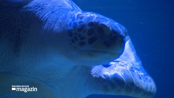 Eine Meeresschildkröte in einem Aquarium © NDR Foto: NDR Screenshot