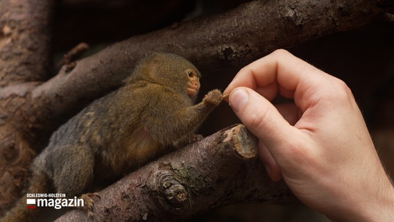 Ein Zwergseidenäffchen wird von einer menschlichen Hand jemandem gefüttert © NDR Foto: NDR Screenshot