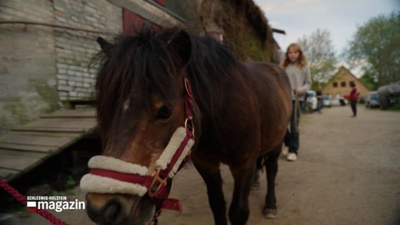 Ein Pferd wird an einer Leine geführt und blickt in die Kamera © NDR Foto: NDR Screenshot