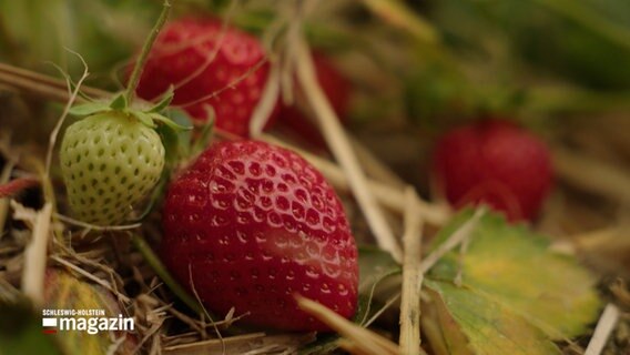 Eine Nahaufnahme einer Erdbeerpflanze © NDR Foto: NDR Screenshot