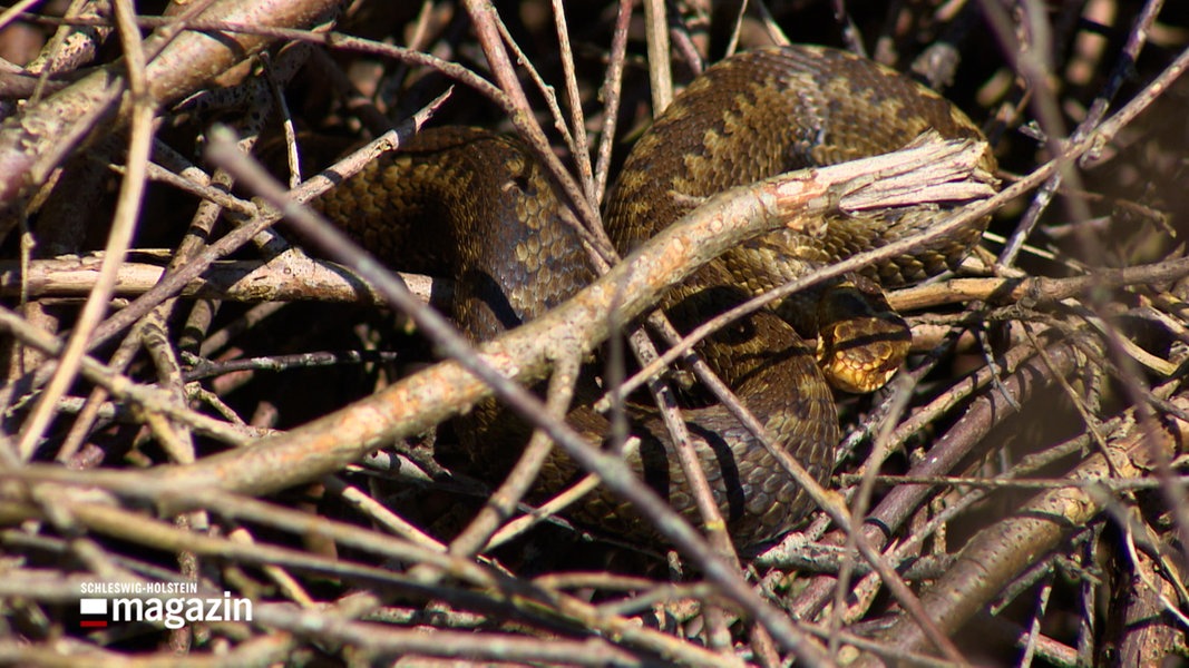 Eine Schlange sonnt sich im Unterholz